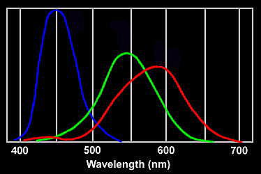 Response curves for the three types of cone in the human eye - exschool.blogspot.com