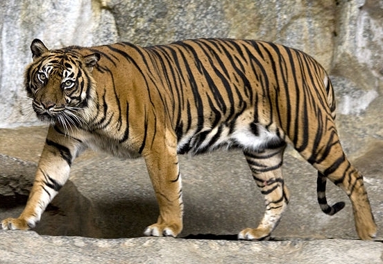 Sumatran+tiger+habitat+destruction