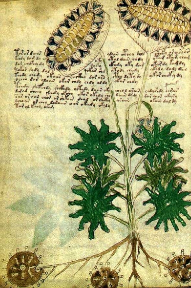 voynich manuscript conspiracy theories